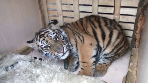 В Москве объявлен конкурс на лучшее имя для тигренка, спасенного из рук контрабандистов в Югре