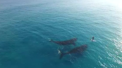 Красивейшее видео с двумя влюбленными китами, снятое квадрокоптером, покоряет интернет
