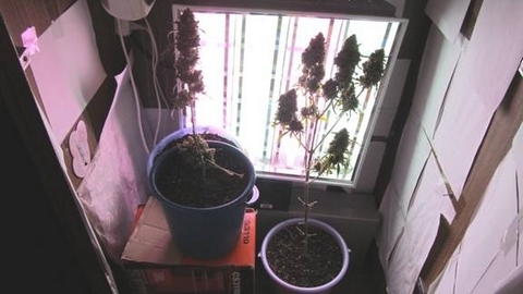 Цвела буйным цветом. 56-летний житель Сургута выращивал в квартире коноплю