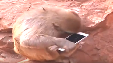 «Слышь, дай позвонить». Мартышка в зоопарке украла смартфон и даже попробовала его на зуб. ВИДЕО