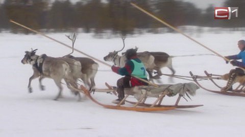 В Русскинской отметили День оленевода: гости праздника катались в упряжках и метали тынзян на хорей