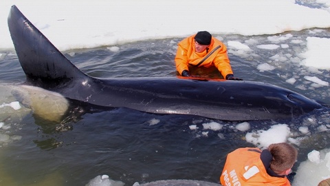 «Освободили Вилли»: в Охотском море спасли зажатую льдами косатку. ВИДЕО