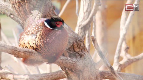 Отдых аристократа. Где в Тюменской области можно поохотиться на фазана?