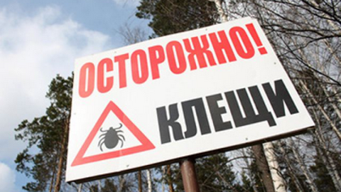 Свыше 500 жителей Югры пострадали от укусов клещей. Где насекомые более активны?