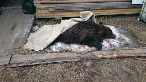 Застрелил медведя на полигоне ТБО. Югорчанина ждет уголовное наказание за незаконную охоту