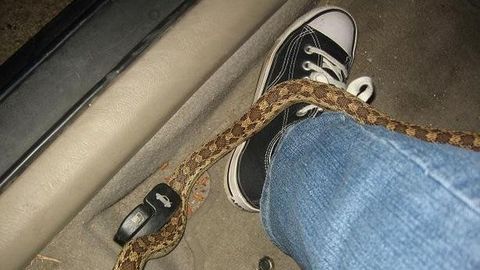 В Тюмени в автомобиль заползла змея: пришлось вызывать спасателей