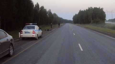 На трассе Тюмень-Ханты-Мансийск водитель «Газели» насмерть сбил пешехода и скрылся. Нашли его в лесу