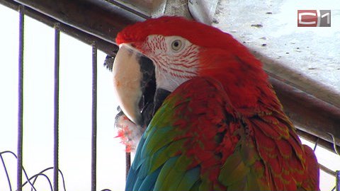 Интересный собеседник. Какого попугая можно научить разговаривать и как быстро он надоест соседям?