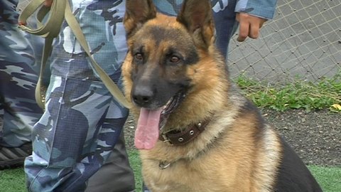 Собачий нюх. В Югре служебный пёс помог найти преступников и раскрыть кражу