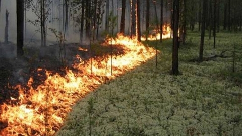 В Югре бушуют три лесных пожара. В Сургуте установлен повышенный класс пожарной опасности