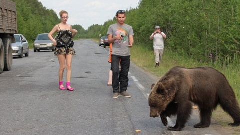 Медведи в городе. В Ханты-Мансийске диких зверей всё чаще видят в жилых районах. ВИДЕО