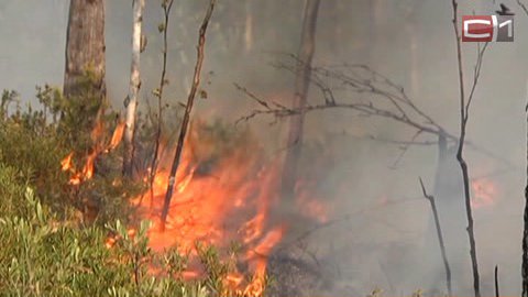 За прошедшие сутки в Югре бушевали 16 лесных пожаров, два из них в Сургутском районе