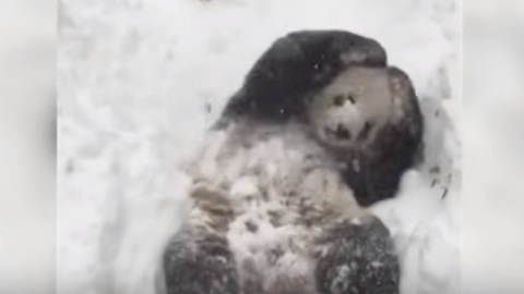 Мать-героиня. В японском зоопарке панда Раухин родила восьмого детеныша