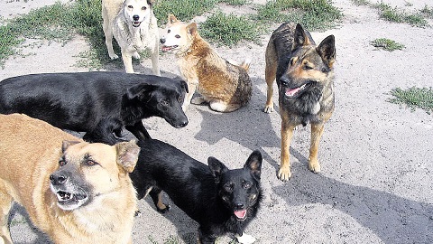 Дворнягам — бой. За неделю в Сургуте отловили 80 бездомных животных