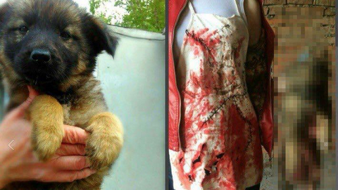 Брала животных "в добрые руки". 17-летнюю девушку из Хабаровска подозревают в жестокой расправе над собаками