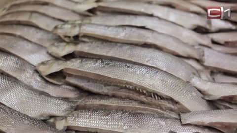 Царская рыбка. Предприятие в Тюменской области собирается выращивать муксуна, цена вопроса — миллиард рублей