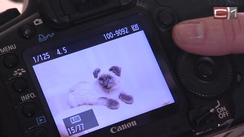 "Я — волонтер": фотограф Юлия Сажнева создала кошкам портфолио, которое помогло им найти дом