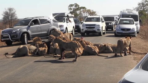 Наши медведи себе такого не позволяют! Трапеза львов заблокировала движение на автодороге в ЮАР. ВИДЕО