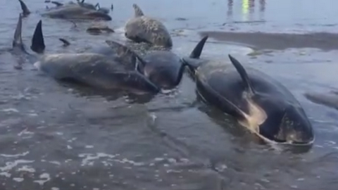 Жители Новой Зеландии спасают черных дельфинов: больше 400 китообразных выбросились на берег. ВИДЕО