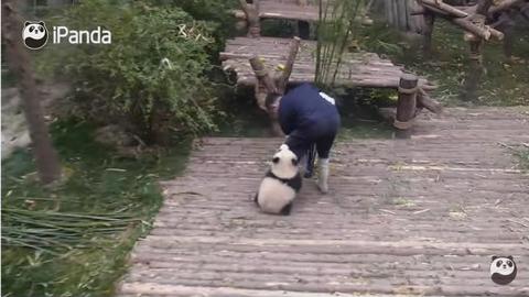 Панда хочет обнимашек: трогательное ВИДЕО с игривым медвежонком собрало 123 млн просмотров