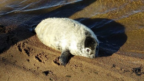 Сотрудники Росгвардии задержали опасных диверсантов — двух маленьких тюленей. ФОТО