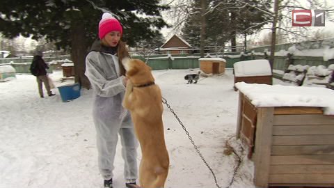 "Я — волонтер": шеф-редактор "Сургутской трибуны" Карина Никора заботится о здоровье собак