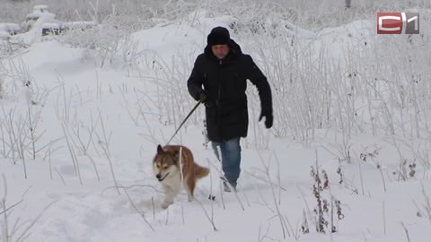 "Я — волонтер": советник главы Сургута Александр Оверчук выгуливает собак ОД "Дай лапу"