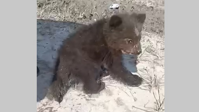 Двух медвежат заметили на трассе между Сургутом и Федоровским. ВИДЕО