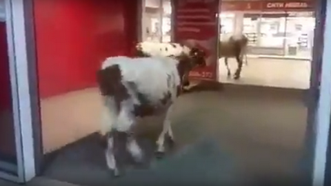 На шопинг? В один из сургутских торговых центров забрели коровы. ВИДЕО