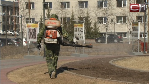 Сезон активности клещей в самом разгаре. Когда прогулки по зеленым зонам Сургута станут безопасными? 