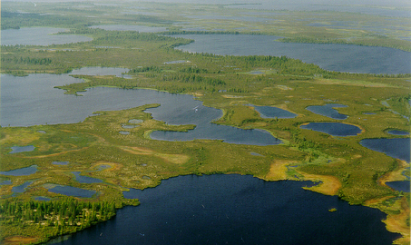 Сургутские нефтяники вместе с питерскими учеными придумали, как сохранить болота при разработке месторождений