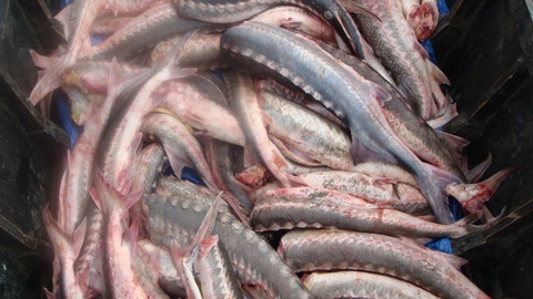 Рыбка на 3 млн рублей. В Югре осудят браконьера, у которого нашли 294 осетра, наркотики и оружие