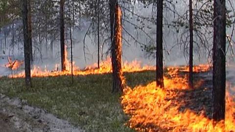 Жаркое лето — частые пожары. В лесах Сургутского района стараются не допустить апокалипсиса 2012 года 