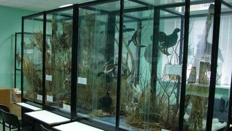 70 тысяч экспонатов – за 20 лет. Чем интересен ученым зоомузей при СурГУ?