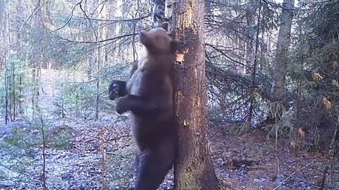 Медведь из уральского заповедника покоряет просторы Интернета "танцем" у сосны. ВИДЕО