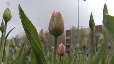 В Сургуте зацвели тюльпаны. По прогнозам синоптиков, погода еще будет испытывать их на прочность