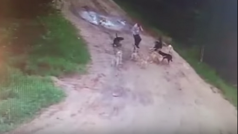 Камера наблюдения сняла, как дикие собаки загрызли мужчину в Советском. ВИДЕО 18+