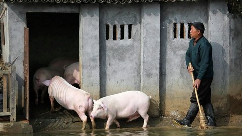 Мексиканский фермер погиб после пьяной драки со свиньей