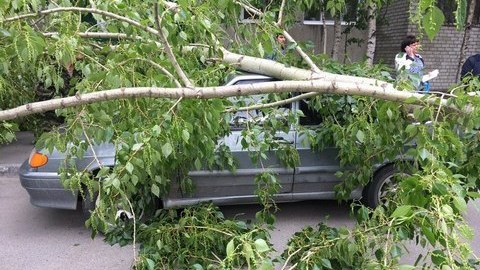 Прогнозы МЧС оправдались. Сегодня в Сургуте из-за ветра падали деревья