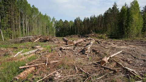 Дело на миллион. За массовую вырубку леса в Сургутском районе под суд пойдет сотрудник ДРСУ