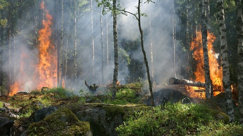 В Югре бушуют пожары: в округе горело около 60 га леса