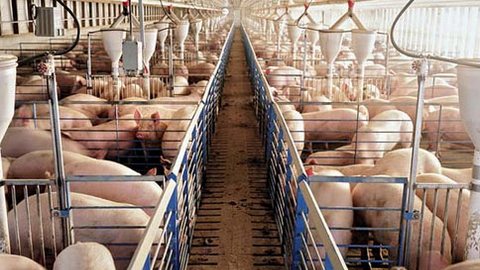 В Югре введен временный запрет на ввоз свинины из Омска. Там регистрируется Африканская чума свиней