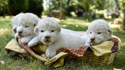 Режиссер, Царь, Матильда и Няша. Четыре белых львёнка родились в крымском сафари-парке. ФОТО