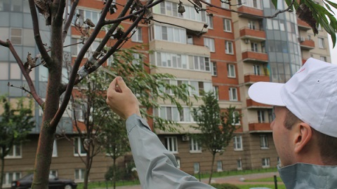 Коммунальщики Санкт-Петербурга озеленили двор города, скотчем прицепив к высохшим деревьям зеленые ветки
