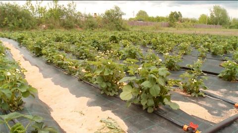 Югорские фермеры и общественники расскажут властям, как помочь сельскому хозяйству в округе