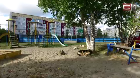 По факту нападения собаки на ребенка в Сургуте возбуждено уголовное дело