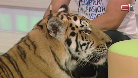 Канатоходцы, акробаты и дрессированные тигры: артисты Сочинского цирка подготовили для сургутян интересную программу