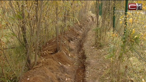 Особенности Года экологии по-сургутски: дубы и липы в парке "За Саймой" пострадали из-за укладки силового кабеля