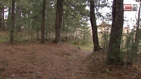 Защитить уникальный кедровый бор в Тундрино от разорения может помочь статус национального парка
