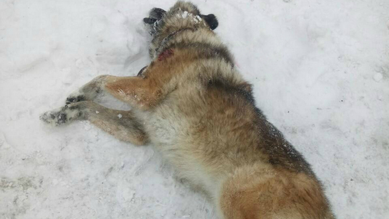 Полицейским пришлось застрелить собаку, которая кидалась на прохожих в Сургуте